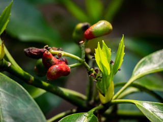 Japanese laurel berries in spring