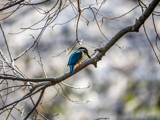 Japanese common kingfisher on a branch 1