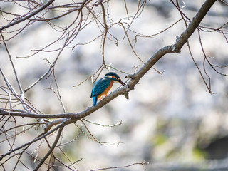 Japanese common kingfisher on a branch 2