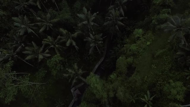 Jungle_Forest_Bali_Aerial_2