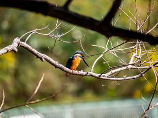Japanese common kingfisher on a branch 8
