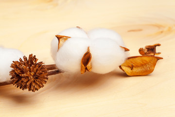 Branch with cotton flowers on wooden background