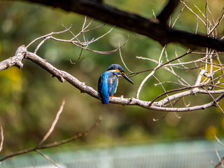 Japanese common kingfisher on a branch 6