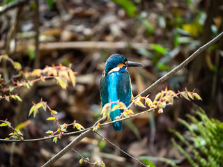 Japanese common kingfisher on a branch 14