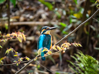 Japanese common kingfisher on a branch 16