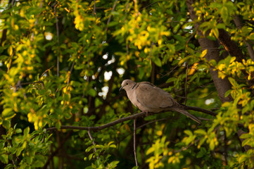 Beautiful gray turtledove standing on branch. Turtledove standing in the tree's edge