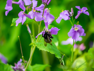 Japanese carpenter bee on annual honesty flowers 7