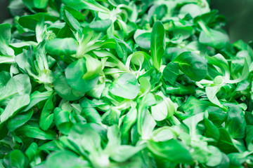 Green corn salad background or texture close-up