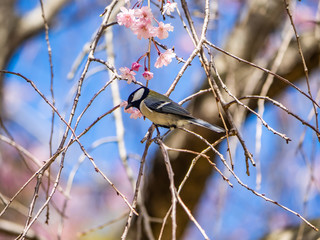 Japanese tit feeding in a sakura tree 2