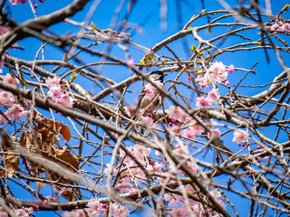 Japanese tit feeding in a sakura tree 5