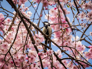 Japanese tit feeding in a sakura tree 6