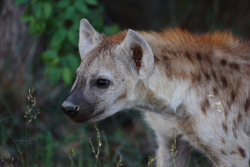 Obraz premium Tüpfelhyäne / Spotted Hyaena / Crocuta crocuta.