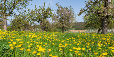 Grüne Blumenwiese panorama