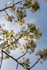 Frühlingsblüten im Frühling