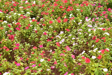 red flowers in garden