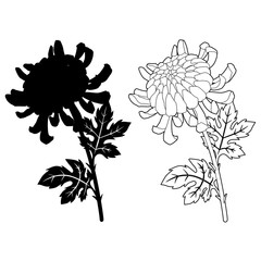 菊の花（シルエット）