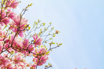 Pink magnolia tree blossom against blue sky
