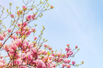 Pink magnolia tree blossom against blue sky