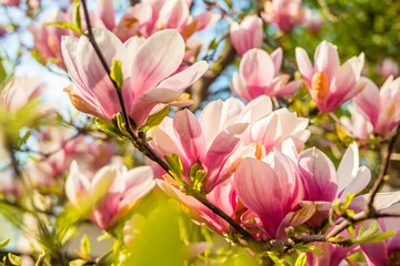Poster Im Rahmen Rosa Magnolienbaumblüte gegen blauen Himmel © perekotypole