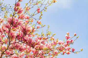 Pink magnolia tree blossom against blue sky