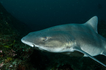 Banded Hound Shark of Chiba, Japan Swimming Underwater in Green Ocean Waters