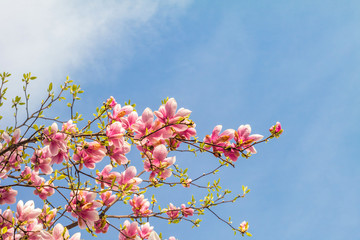 Pink magnolia tree blossom against blue sky