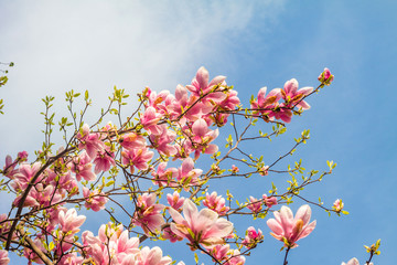 Pink magnolia tree blossom against blue sky