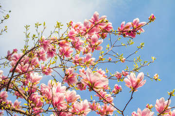 Pink magnolia tree blossom against blue sky