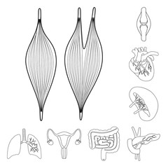 Vector design of anatomy and organ icon. Set of anatomy and medical stock symbol for web.