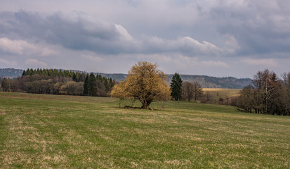 oak in the field