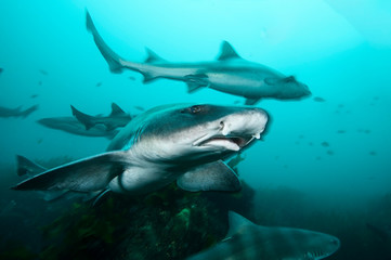 Fototapeta premium Banded Hound Shark of Chiba, Japan Swimming Underwater in Green Ocean Waters