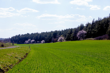 meadow with flowers