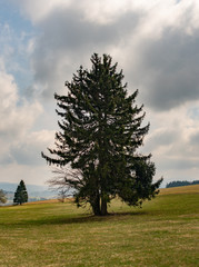 tree on the field