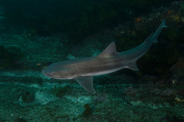 Fototapeta premium Banded Hound Shark of Chiba, Japan Swimming Underwater in Green Ocean Waters