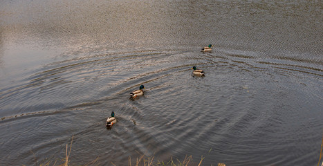 ducks