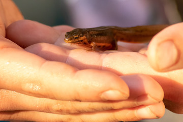 Farbenprächtiger Bergmolch in der Obhut von Kinderhänden an seinem Heimatgewässer