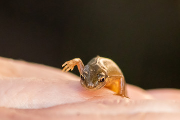 Farbenprächtiger Bergmolch in der Obhut von Kinderhänden an seinem Heimatgewässer