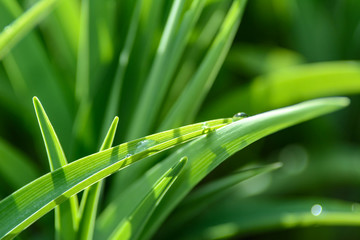 Environment conservation concept - Drops of dew on a green grass in close-up.