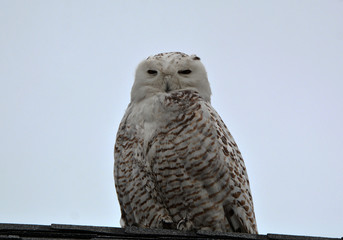 Snowy Owl