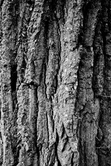 Pine bark texture