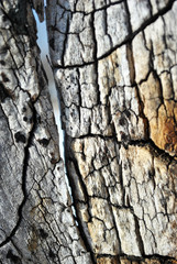 Shabby gray tree cracked old trunk, vertical background texture close up detail 