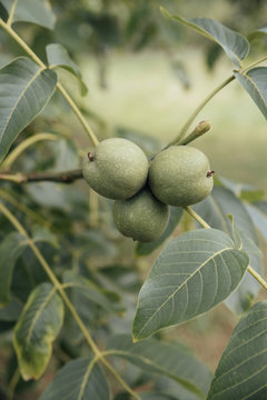 Fruit on Tree