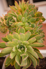 house leek stone rose green succulent close up 