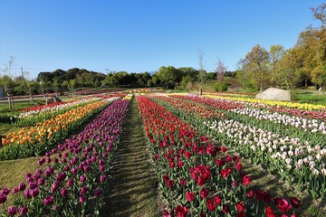 馬見丘陵公園のチューリップ畑