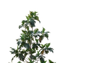 Breadfruit leaves with branches growing in a garden on white isolated background for green foliage backdrop 