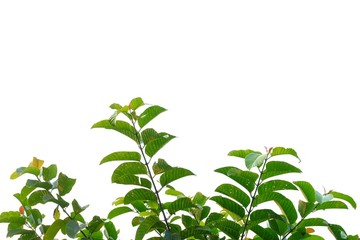 Tropical tree leaves with branches on white isolated background for green foliage backdrop 