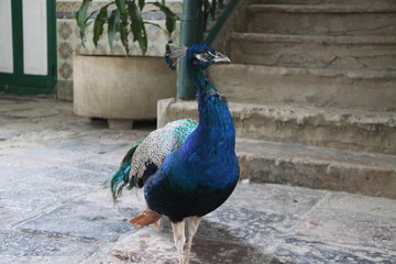 Peacock exotic bird