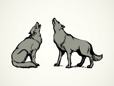 Wolf. Vector drawing