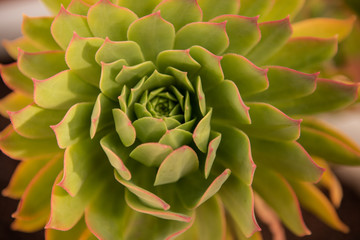 succulent house leek stone rose close up 