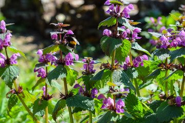 Purpurrote Taubnessel